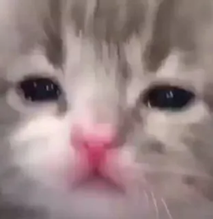 🤍 gato, gatinho, triste, animal, fofo, animal de estimação telegram sticker