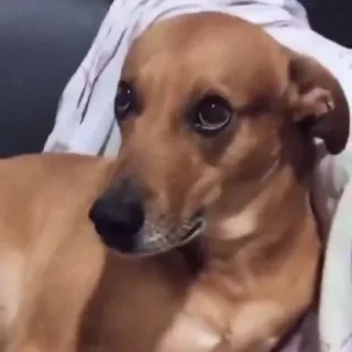 🐶 Hund, süß, Haustier, Tier whatsapp sticker