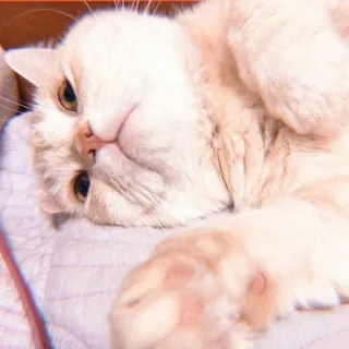 🧇 kucing, hewan peliharaan, hewan, lucu, kucing, kucing domestik telegram sticker