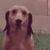 🐶