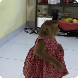 🪷 mono, animal, vestido, lindo, primate whatsapp sticker