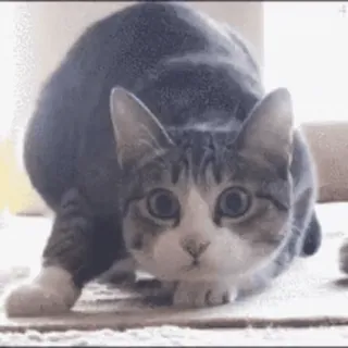 😁 cat, animal, feline, pet, domestic animal, mammal telegram sticker