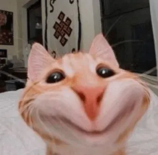 😊 cat, orange cat, funny, meme, pet, domestic animal telegram sticker