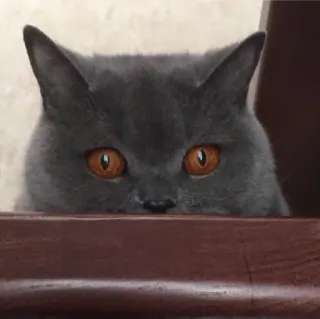 😳 кот, животное, милый, питомец, кошачий, серый кот, глаза telegram sticker