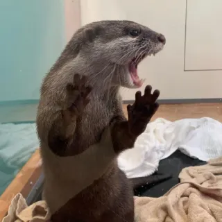 🦦 nutria, animal, fauna, lindo, mamífero, acuático telegram sticker