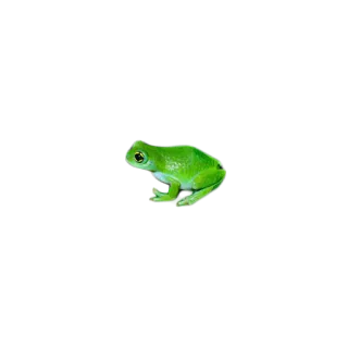 🐸 カエル, 緑, 動物, 自然, 両生類 telegram sticker
