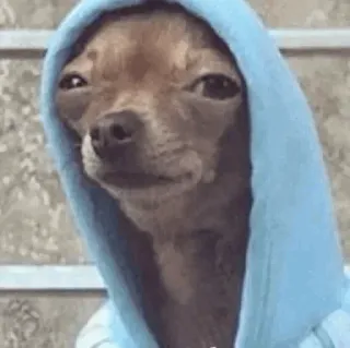 🐶 Hund, Chihuahua, Hoodie, Meme, lustig, süß, Tier telegram sticker