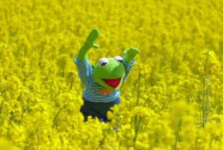 🙆 Kermit the Frog Kermit, rana, marioneta, Muppet, flores, feliz, verde telegram sticker