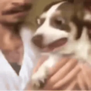 🌟 perro, mascota, animal, cachorro, lindo, corgi telegram sticker
