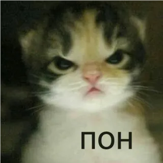 👺 ПОН cat, kitten, angry, meme, funny telegram sticker