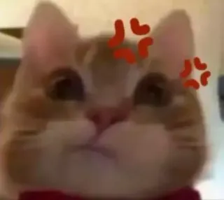 🤨 고양이, 화난, 불쾌한, 고양이, 애완 동물, 동물 telegram sticker