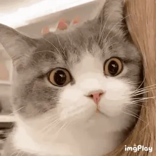 🐱 cat, kitten, cute, animal, pet, gray, white whatsapp sticker