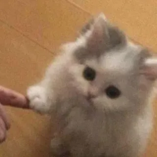 💓 gatto, gattino, carino, animale, animale domestico, dito, piccolo telegram sticker