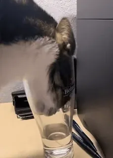 🍺 Heineken chien, husky, bière, Heineken, alcool, verre, boire whatsapp sticker