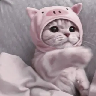 🐈 kot, kociak, świnia, zwierzę, słodki, zwierzę domowe, kapelusz telegram sticker