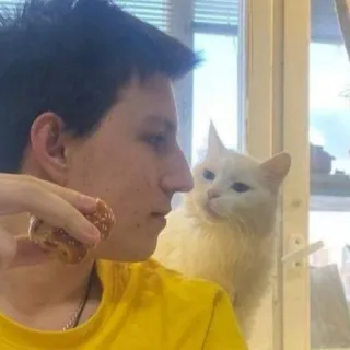 😇 man, cat, white cat, human, pet telegram sticker