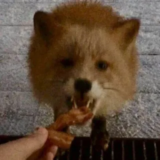 Reaction Foxes telegram stickers