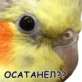 😣 ОСАТАНЕЛ??? calopsita, pássaro, papagaio, engraçado, animal, meme telegram sticker