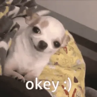😃 okey :) perro, chihuahua, lindo, okey, sonriendo, mascota telegram sticker