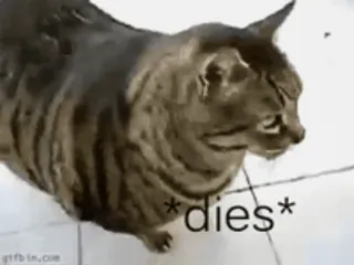 🐈 *dies* kat, meme, stervend, humor, dier telegram sticker