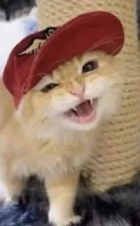 🧢 cat, animal, pet, red hat, funny, cute telegram sticker
