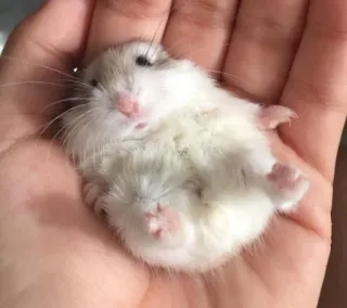 🥺 hamster, cute, animal, pet, small, rodent telegram sticker