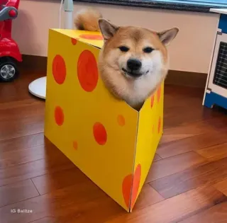 ❤️ dog, shiba inu, cheese, pet, animal, cute telegram sticker