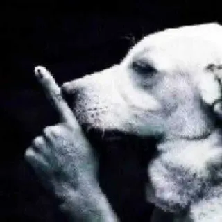 😅 perro, dedo corazón, ofensivo, gesto, grosero, animal telegram sticker