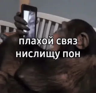 📱 плохой связ
нисслищу пон monkey, phone, communication, animal, primate, selfie telegram sticker