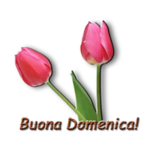 🌷 Buona Domenica! тюльпаны, цветы, воскресенье, воскресенье, приветствие telegram sticker