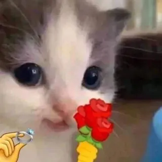 💍 котенок, кошка, роза, цветы, кольцо, предложение telegram sticker