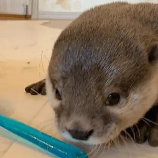 🤧 loutre, animal, mignon, animal de compagnie, mammifère, faune telegram sticker