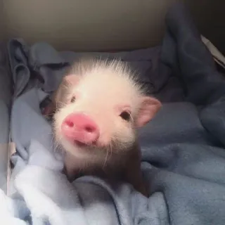 💘 свинья, поросёнок, милый, животное, сельскохозяйственное животное, мини-пиг telegram sticker