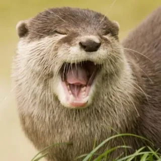 🐾 loutre, animal, mignon, mammifère, nature, faune whatsapp sticker