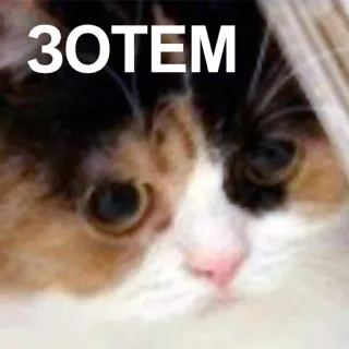 ❗ 3OTEM gatto, animale domestico, animale, meme, divertente, carino telegram sticker