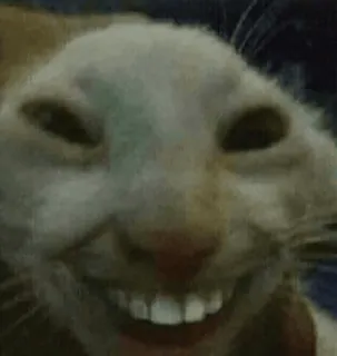 👋 gato, engraçado, meme, animal, criatura, estranho, dentes telegram sticker