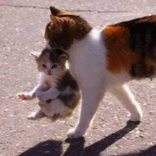 🥰 Katze, Kätzchen, Tier, süß, Haustier, Mutter, Familie whatsapp sticker