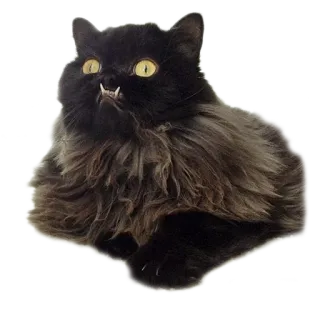 😈 gato, gato negro, colmillos, animal, mascota, felino, lindo whatsapp sticker