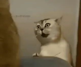 😒 cat, surprised, scared, shocked, meme, animal, funny telegram sticker