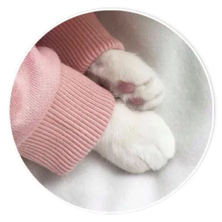 🤗 gato, patas, rosa, suéter, lindo, animal, mascota telegram sticker
