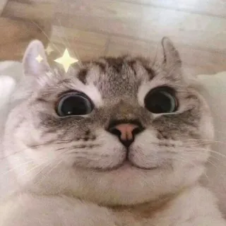🍬 cat, animal, cute, pet, sticker, stars whatsapp sticker