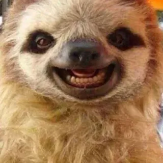 😬 paresseux, animal, souriant, drôle, mignon telegram sticker