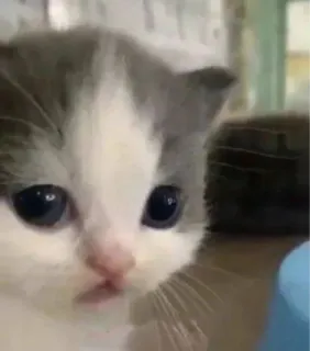 🐱 kätzchen, katze, tier, haustier, süß, haustier whatsapp sticker
