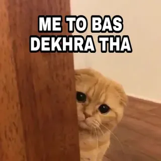 🍁 ME TO BAS DEKHRA THA Katze, gucken, Meme, verstecken, süß, orange, Haustier telegram sticker
