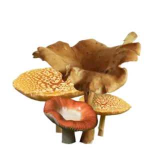 🍄 Pilz, Pilze, Natur, Wald, Amanita whatsapp sticker