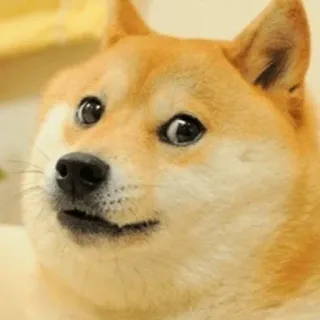 🤨 Doge meme, doge, dog, animal, funny telegram sticker