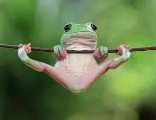 😞 grenouille, animal, rainette, drôle, suspendu whatsapp sticker