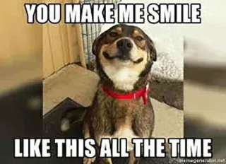 😏 YOU MAKE ME SMILE LIKE THIS ALL THE TIME pies, uśmiech, szczęśliwy, mem, zwierzę domowe, zwierzę, słodki telegram sticker