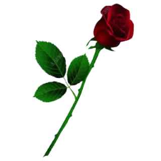 🌹 mawar, bunga, merah, alam, tanaman telegram sticker