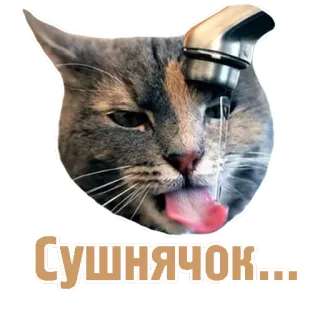 🐈 Сушнячок... gatto, bere, assetato, acqua, umorismo, divertente telegram sticker